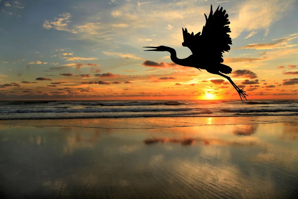 Hot Bird Summer: The Wildest NC Birds to Watch While You’re Out and About in Nature