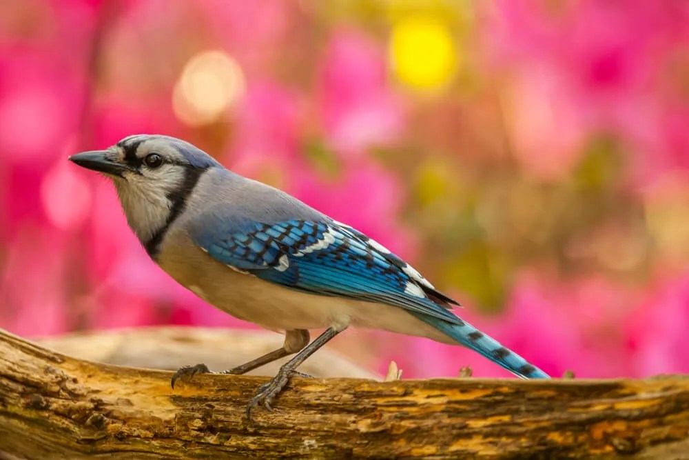 Birdwatchers Rejoice. The ‘Mysterious Disease’ Threatening Songbirds Has Spared North Carolina.