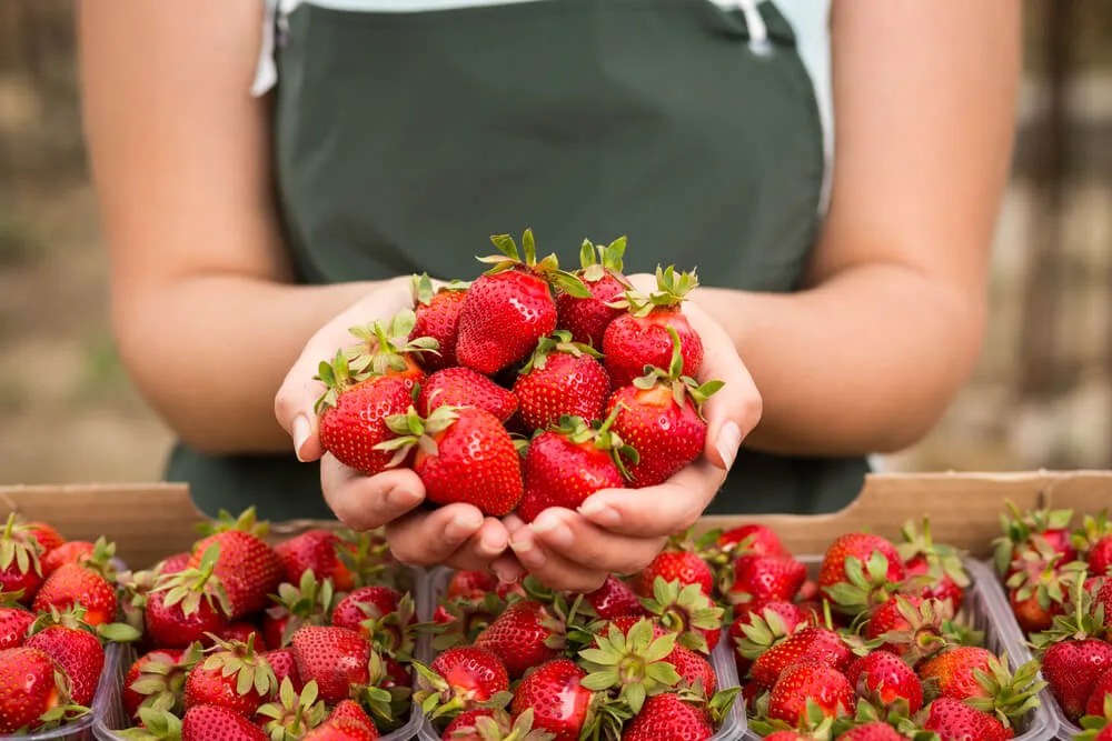 Those Shortcakes Look Lonely: Where to Pick Your Own NC Strawberries