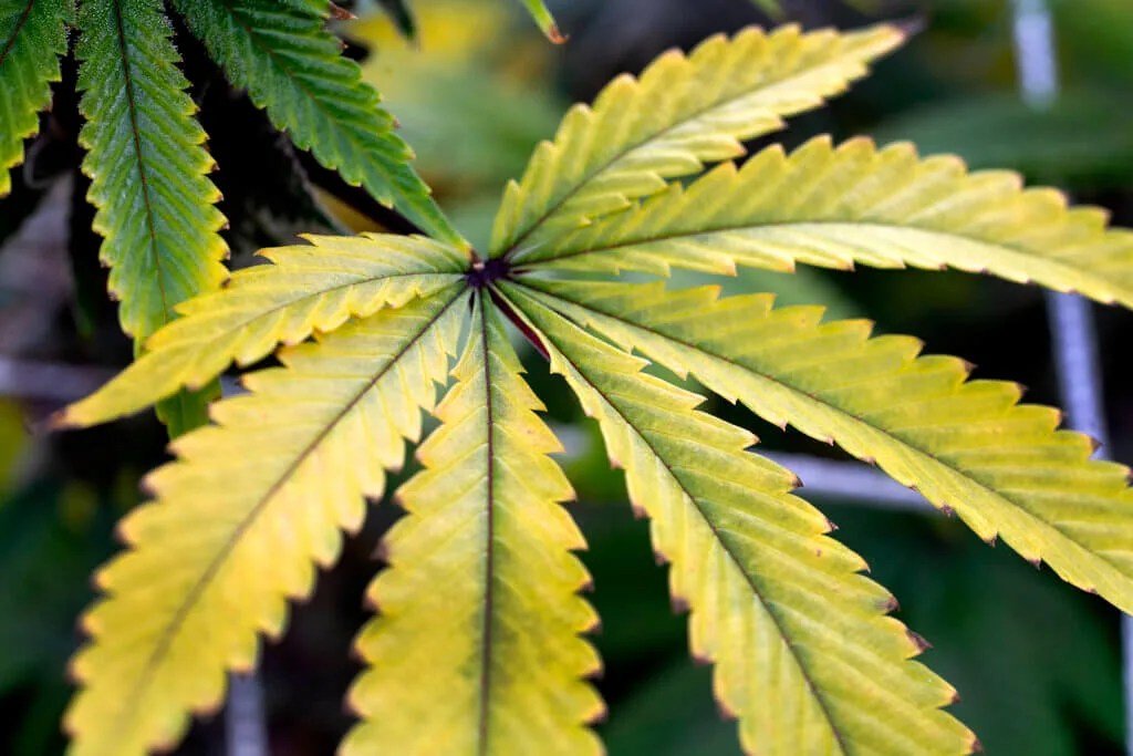 Medical Marijuana, Medicaid, and Poisoned Water: Three Proposed North Carolina Laws to Watch