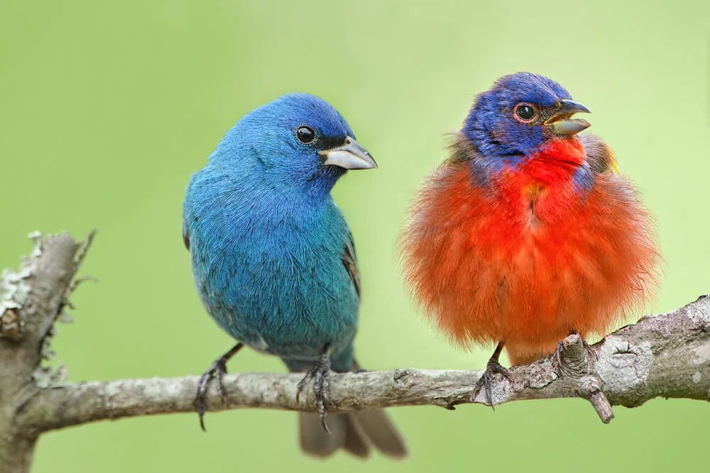 Rare Bird Bingo: Our Guide to Finding 7 Elusive (But Beautiful) North Carolina Avians