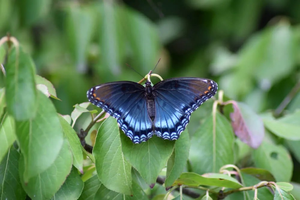 Butterflies Aren’t Just for Spring: 5 NC Fall Butterflies and Where to Find Them 