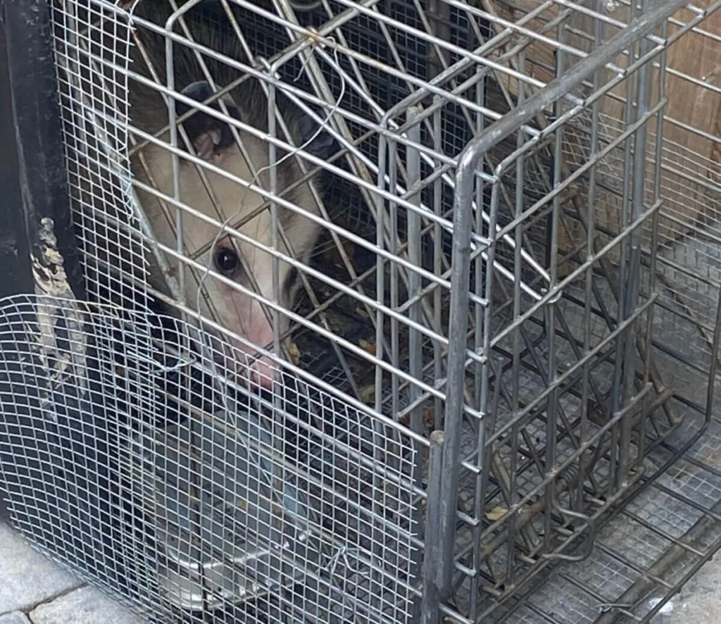 Uncategorized - Cardinal & Pine