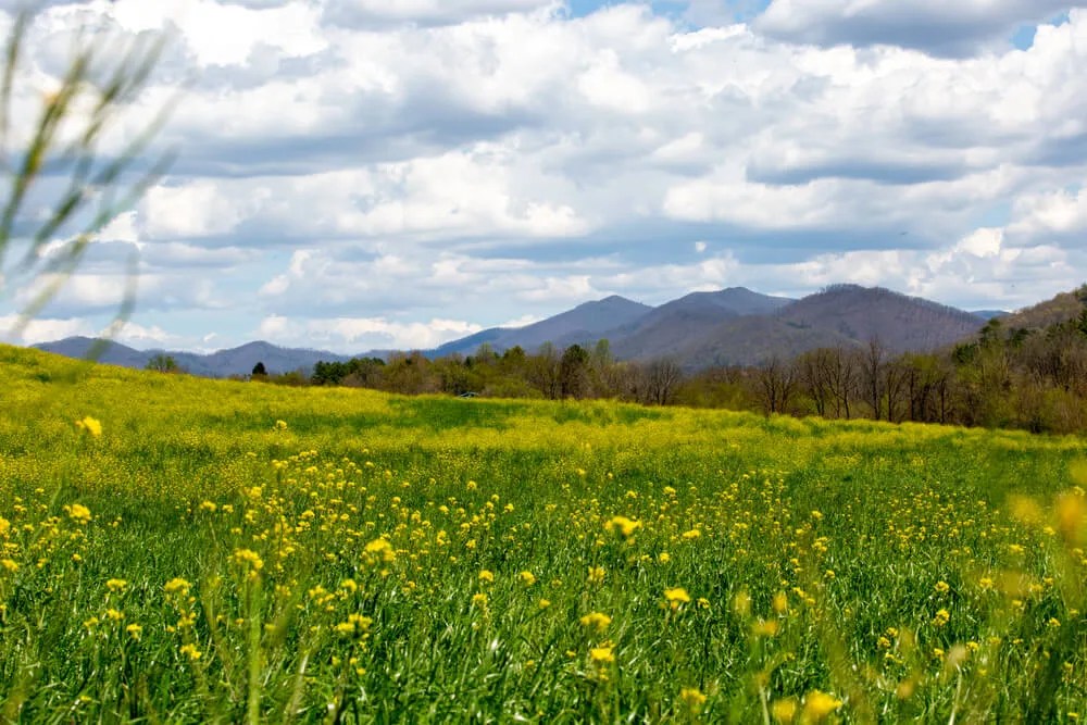 Spring Is Here: Our Guide to NC’s Most Pleasant (And Pollinated) Season