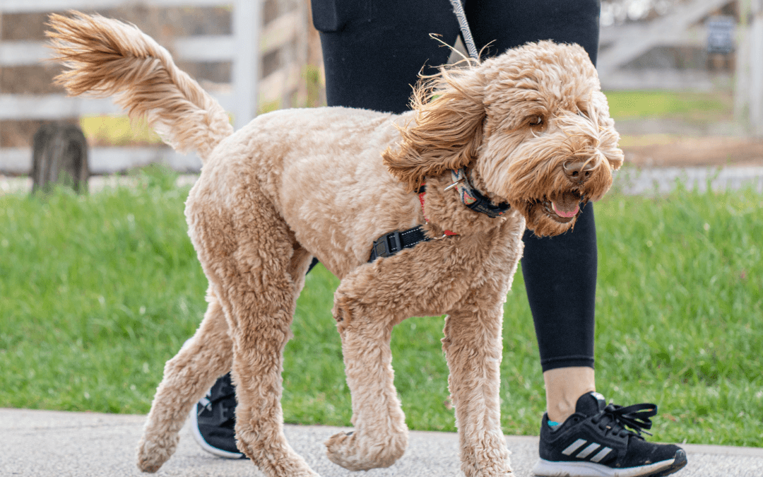 8 Ways To Get The Most Out Of A Walk With Your Dog