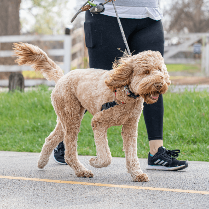 8 Ways To Get The Most Out Of A Walk With Your Dog