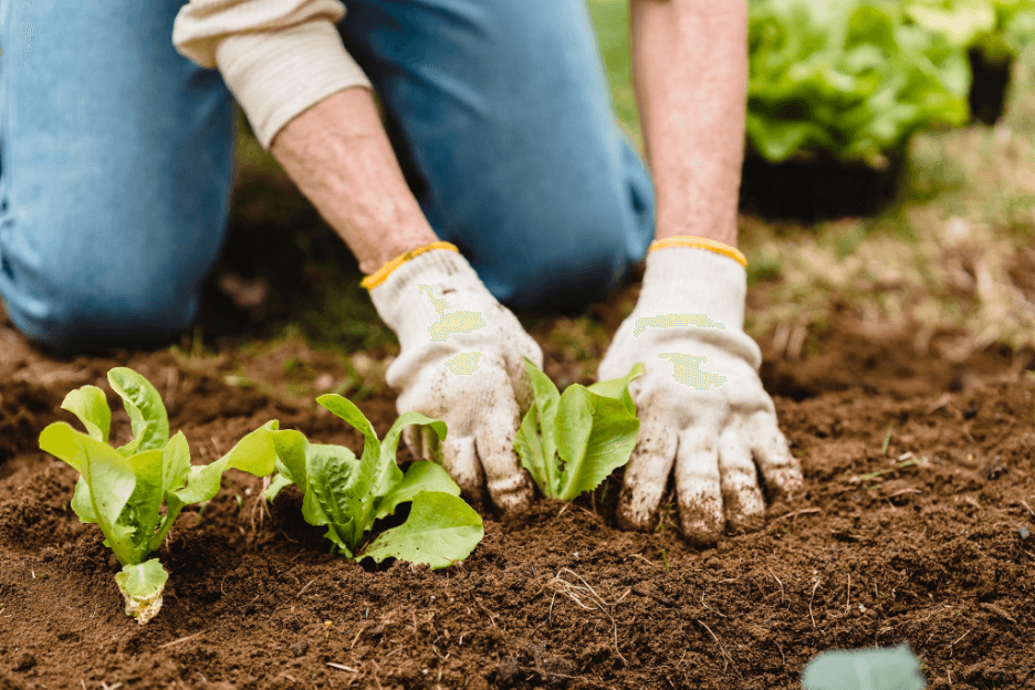 Spring Is Finally Here in North Carolina. Here Are 8 Tips to Get Your Yard Looking Good Again.