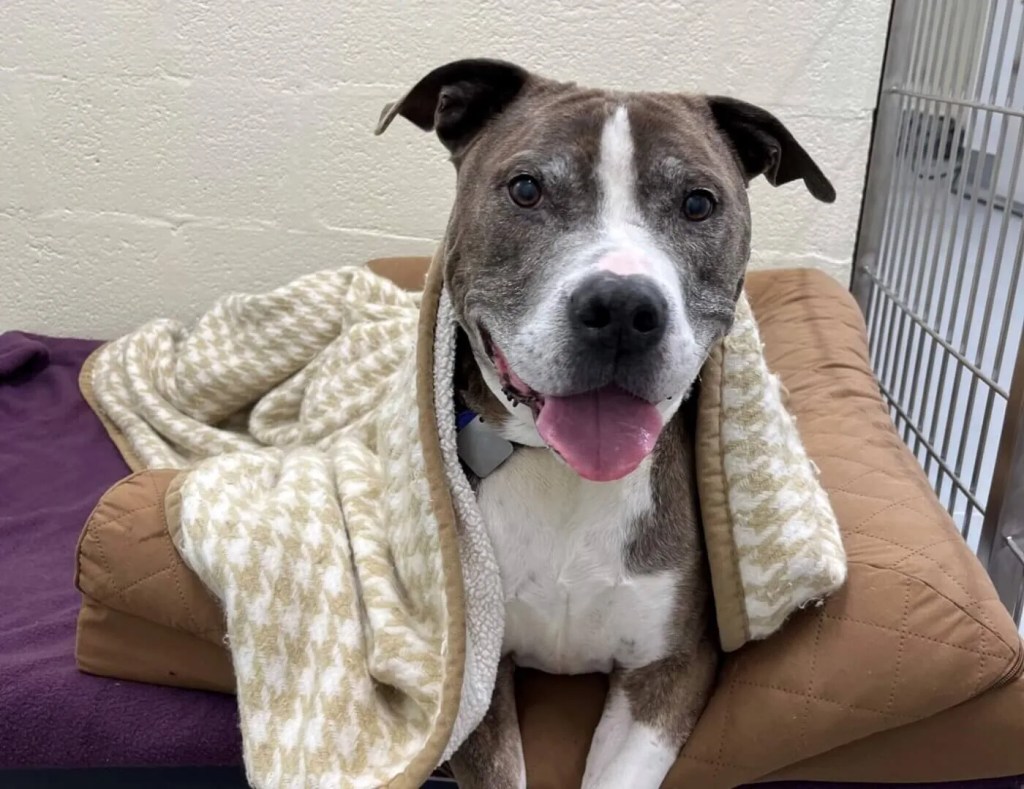Your Guide to Adopting a Shelter Pet: 5 Things You Need to Know