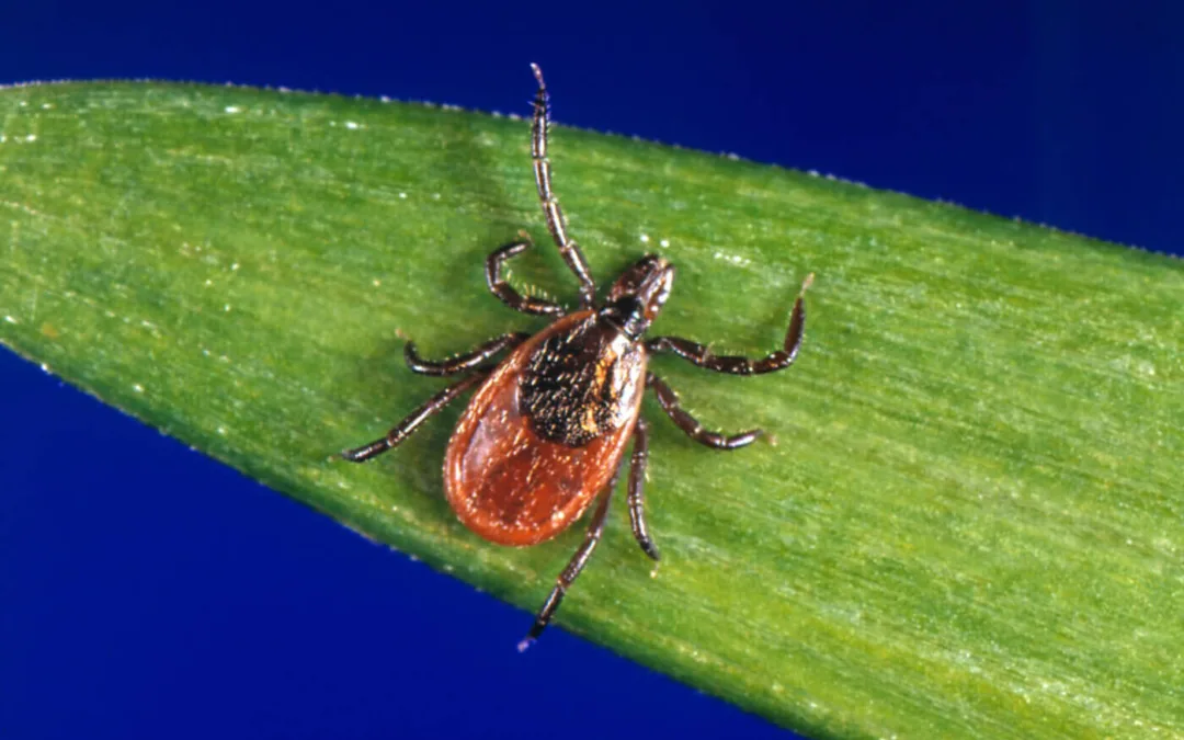 Tick Season Has Arrived in North Carolina: Follow These Simple Steps to Stay Safe