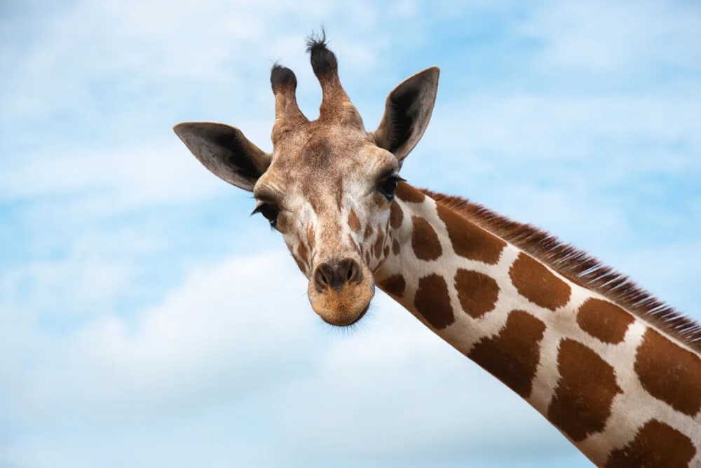 Good News Friday: The NC Zoo’s Expecting a Baby Giraffe, and Music for a Good Cause