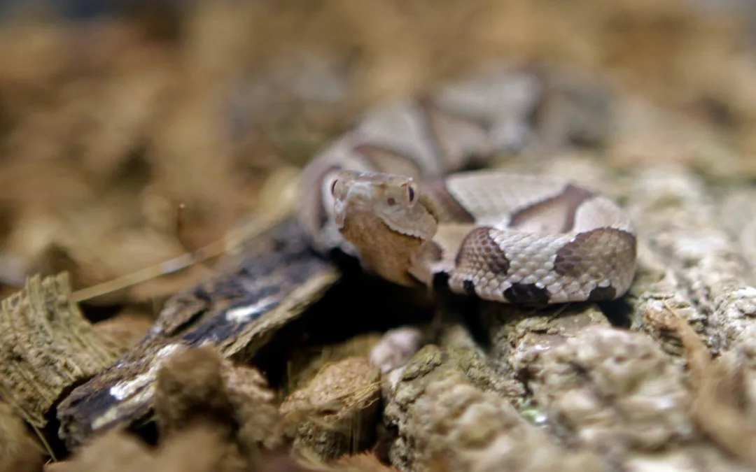 Snakebite 101: What to Do If You’re Bitten by a Venomous Snake in North Carolina