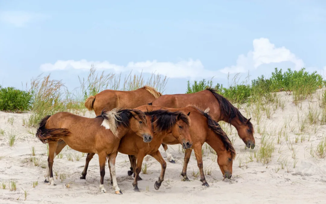 7 Summer Vacation Destinations to Check Out in North Carolina