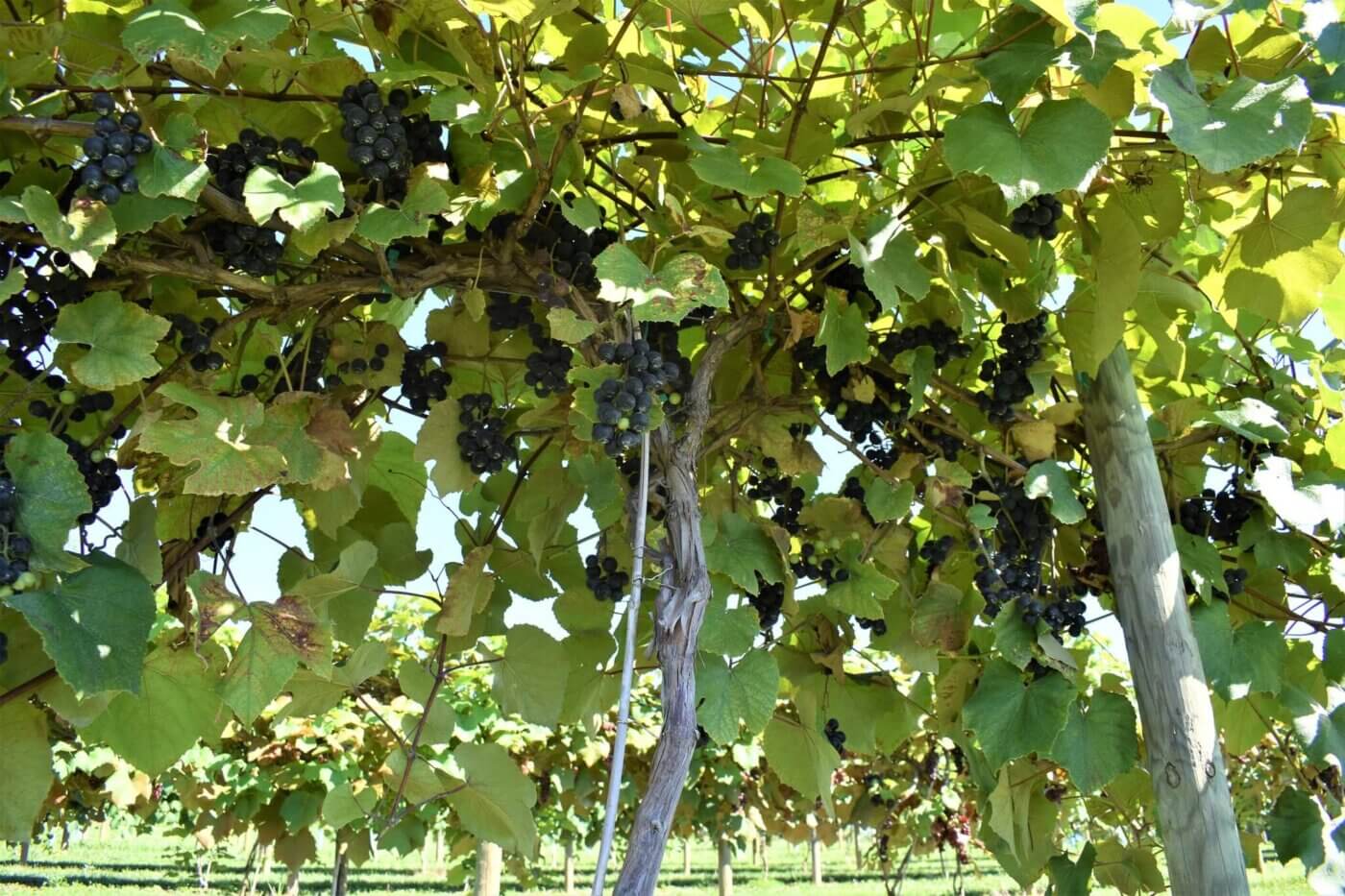 Your Ultimate Guide to U-Pick Fruits and Vegetables in North Carolina