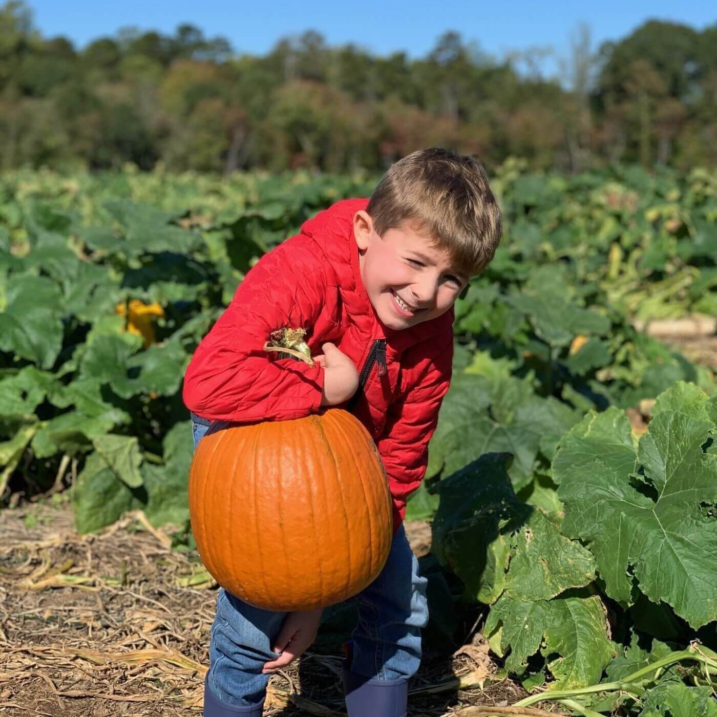 Your Ultimate Guide to U-Pick Fruits and Vegetables in North Carolina