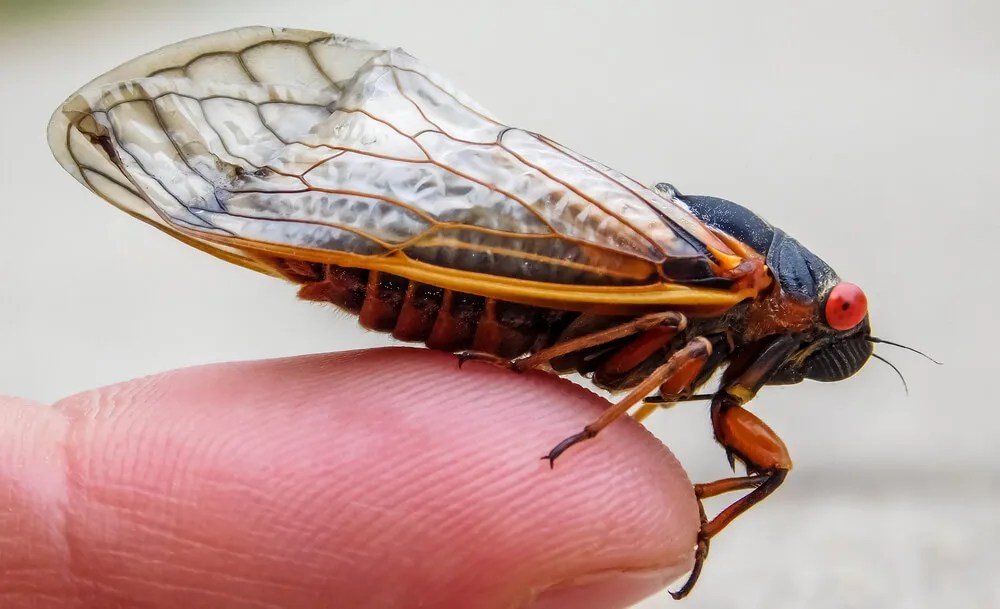 Here’s Why the Cicadas Are So Loud Right Now in North Carolina
