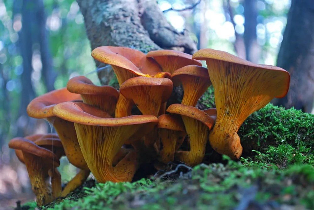 Unique NC Plants and Fungi That Belong in Sci-Fi Movies