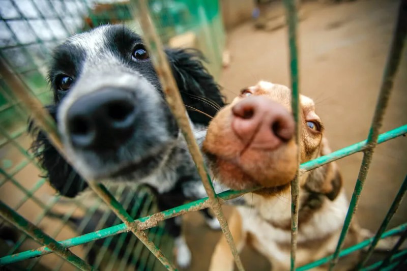 NC Pet Shelter