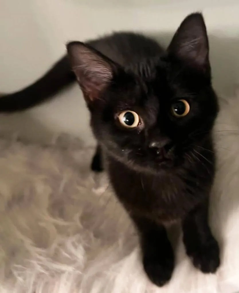 The world’s only black cat rescue and magic supply shop is in NC