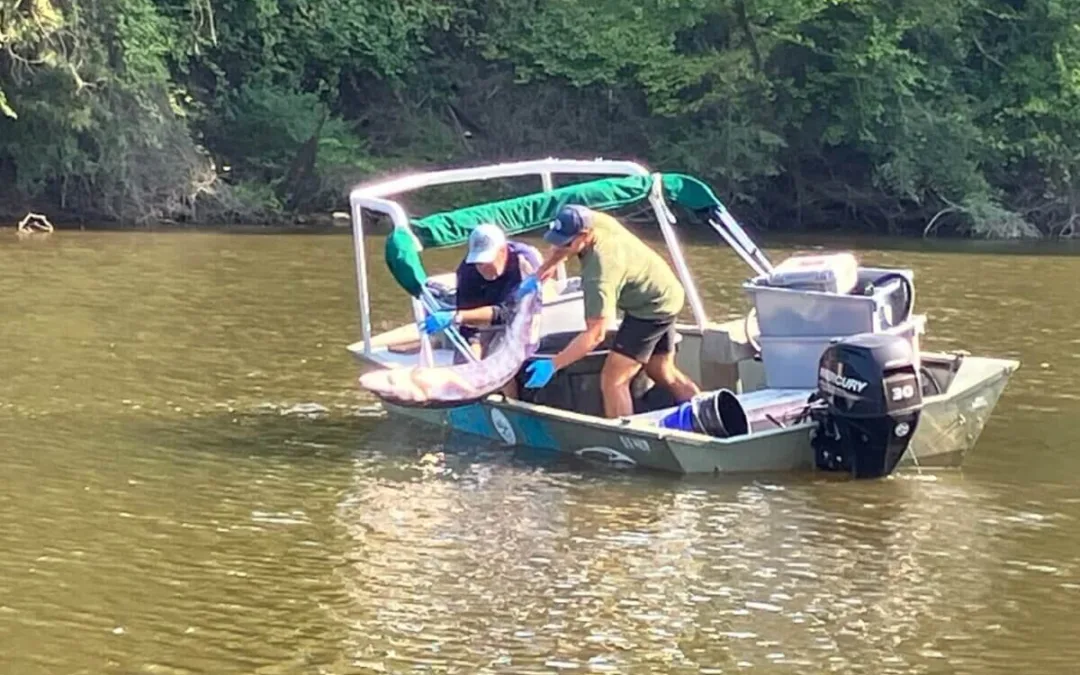 Good News Friday: Endangered 5-Foot Fish Rescued off Greenville’s Tar River