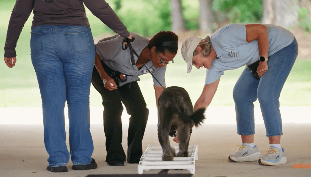 Good News Friday: 2 NC women receive national ASPCA awards Good News Friday: 2 NC women receive national ASPCA awards