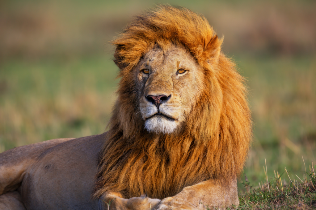 12 Animals That Have Been Observed Adopting Animals From Other Species