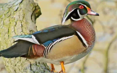 The rare birds that call Roanoke River Wildlife Refuge home