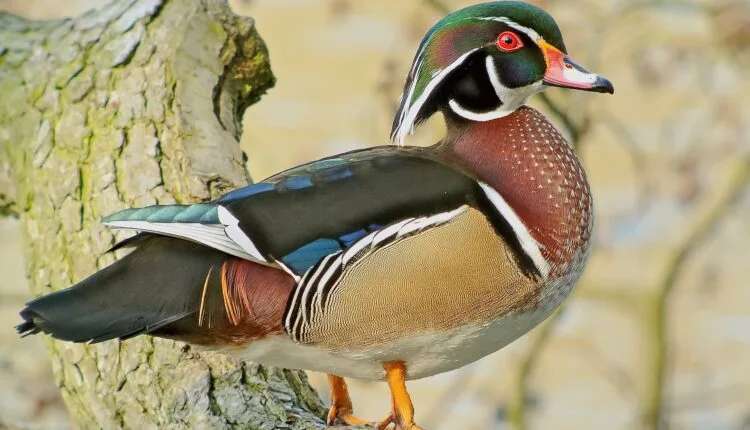 The Rare Birds That Call Roanoke River Wildlife Refuge Home