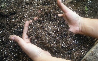 5 gardening mistakes that could be killing your plants