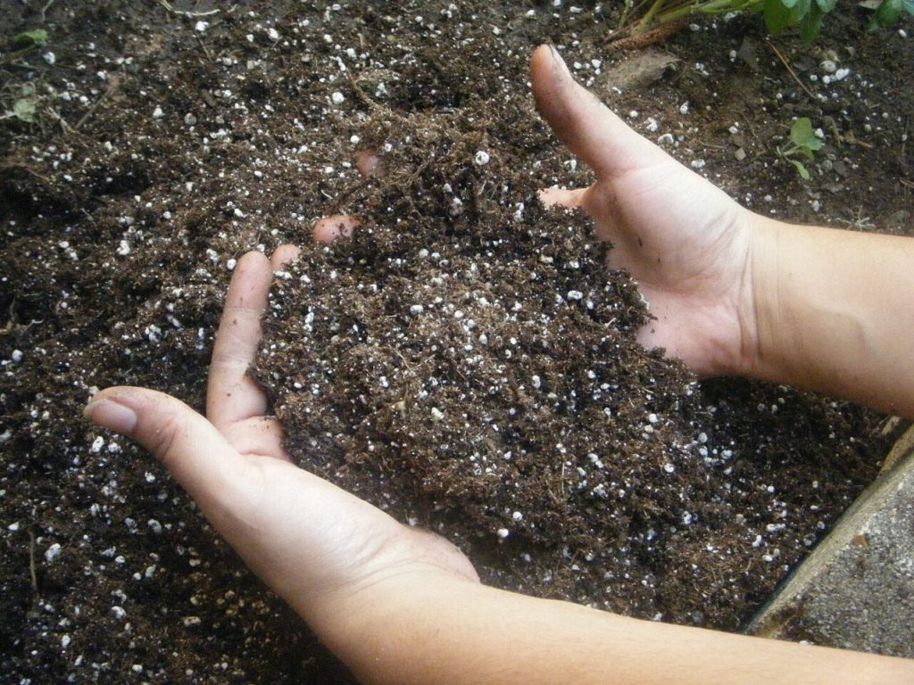 5 gardening mistakes that could be killing your plants