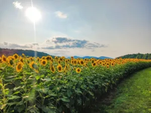 8 Places In North Carolina To See Spring Blooming In All Its Glory