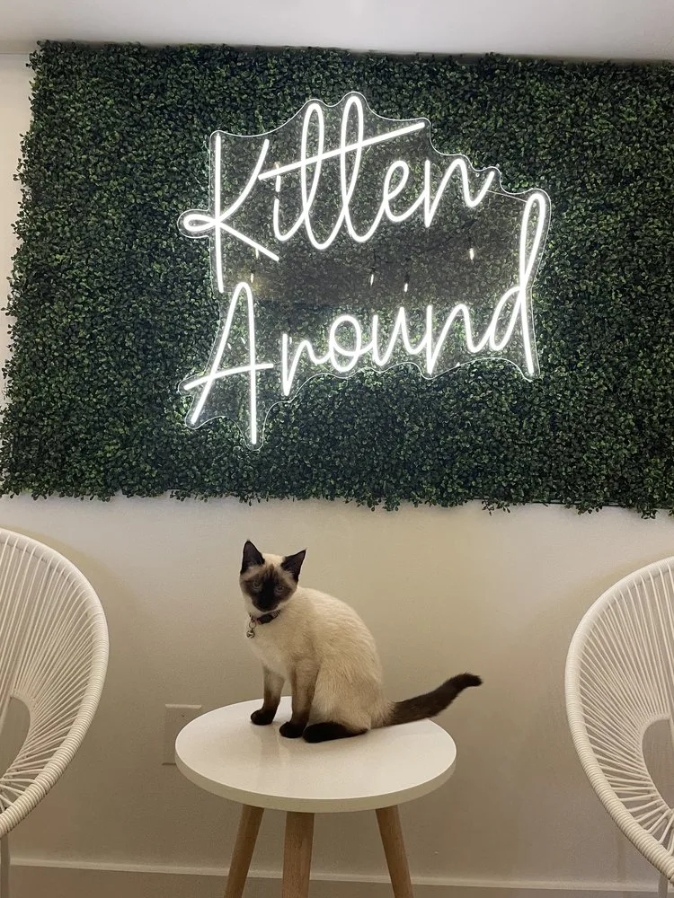 Calicos & coffee: Get a glimpse of all 13 cat cafes in North Carolina