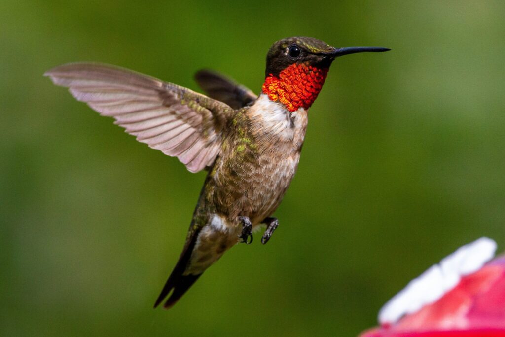 Your 2024 guide to hummingbird season in North Carolina