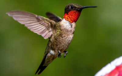 Your 2024 guide to hummingbird season in North Carolina