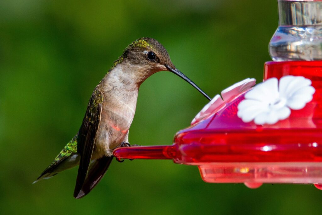 Your 2024 guide to hummingbird season in North Carolina