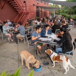 Dog Days Out: 20 Dog-Friendly Establishments In Greensboro