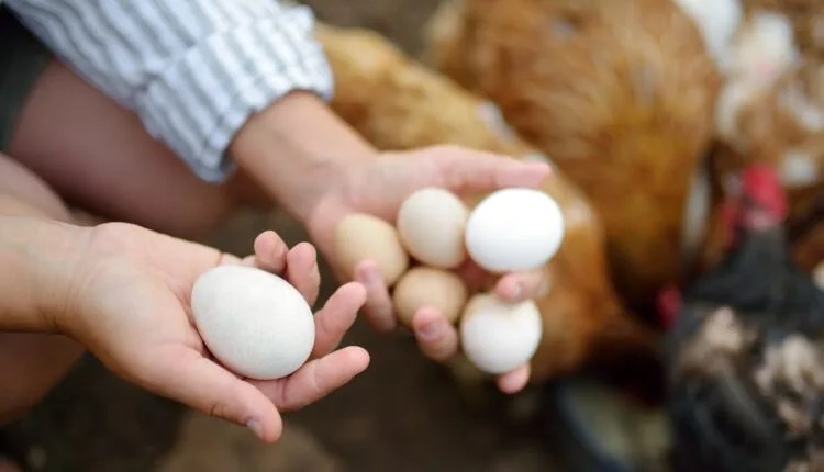 5 Local Spots To Find Farm-Fresh Eggs In Greensboro