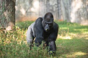 Celebrate 50 Years Of The North Carolina Zoo With A Wild Visit Or Two