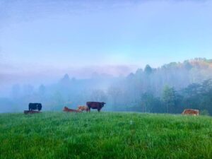 Explore the 9 Cheesemakers of the WNC Cheese Trail