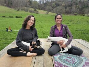 Where to practice goat yoga in North Carolina