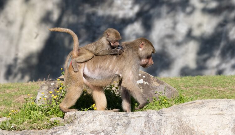 Celebrate 50 Years Of The North Carolina Zoo With A Wild Visit Or Two