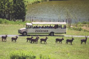 Celebrate 50 Years Of The North Carolina Zoo With A Wild Visit Or Two
