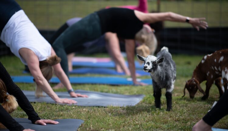 Where to practice goat yoga in North Carolina