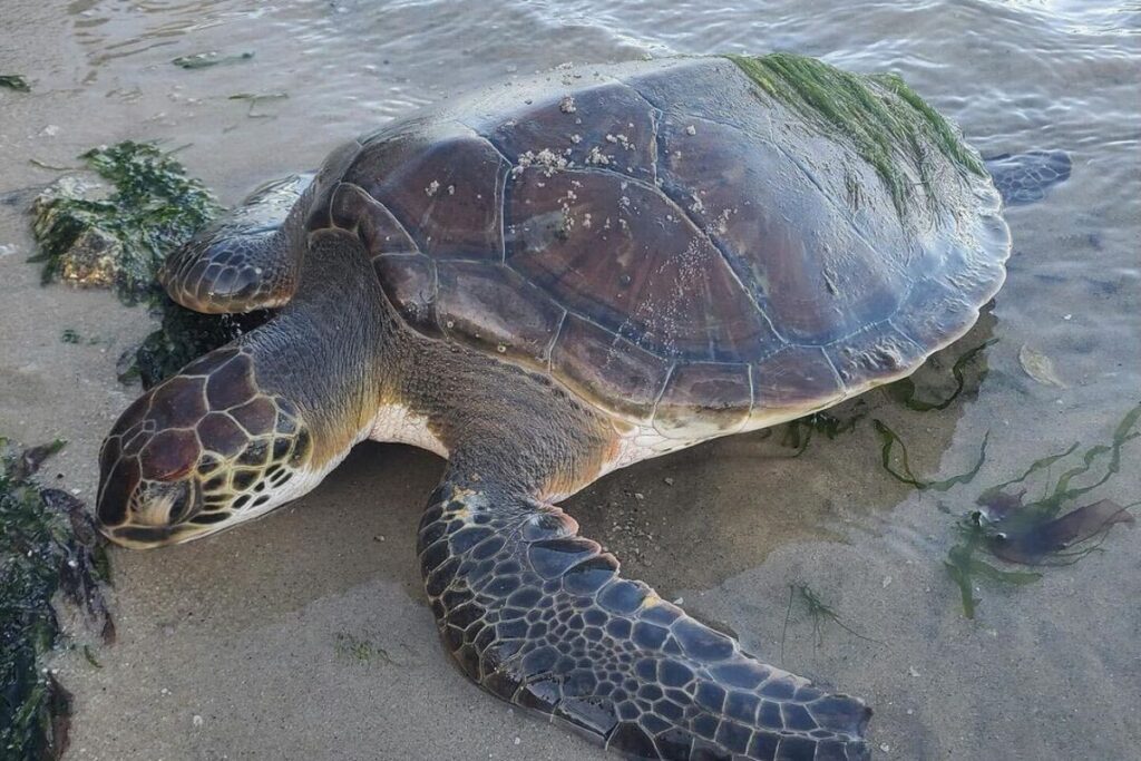 NC Sea Turtle