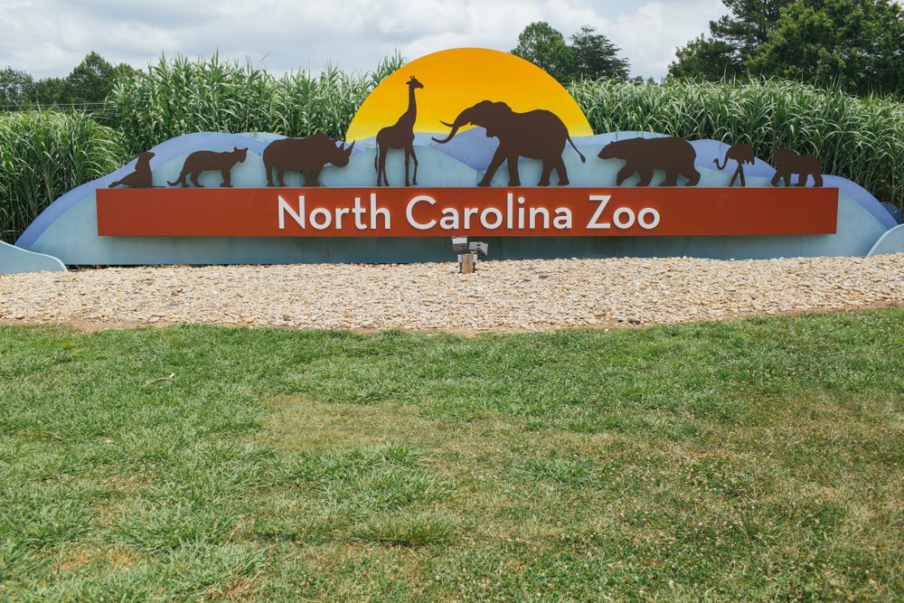 Good News Friday: Seven new babies born at NC Zoo