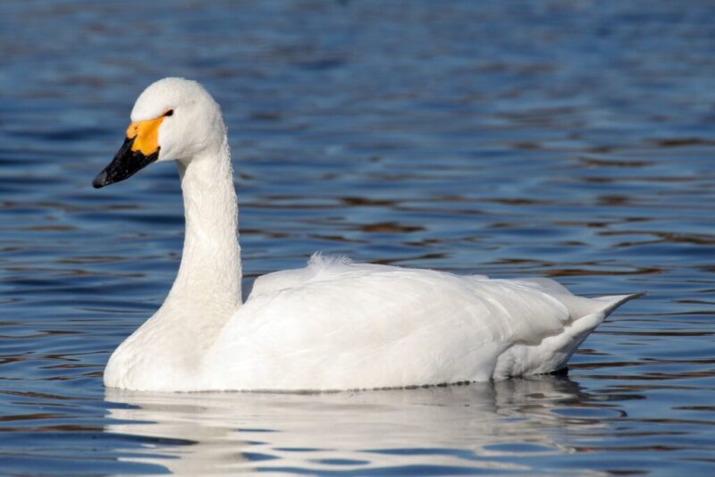 10 birds migrating through North Carolina this fall