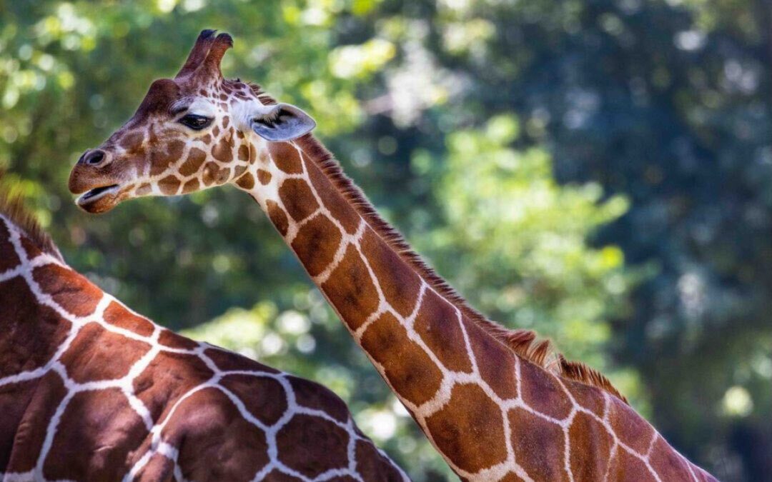 Good News Friday: The NC Zoo was voted the best in the country