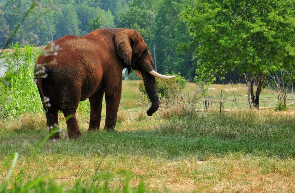 Profile of an African Elephant in a field next to a tree at the Asheboro North Carolina Zoo.