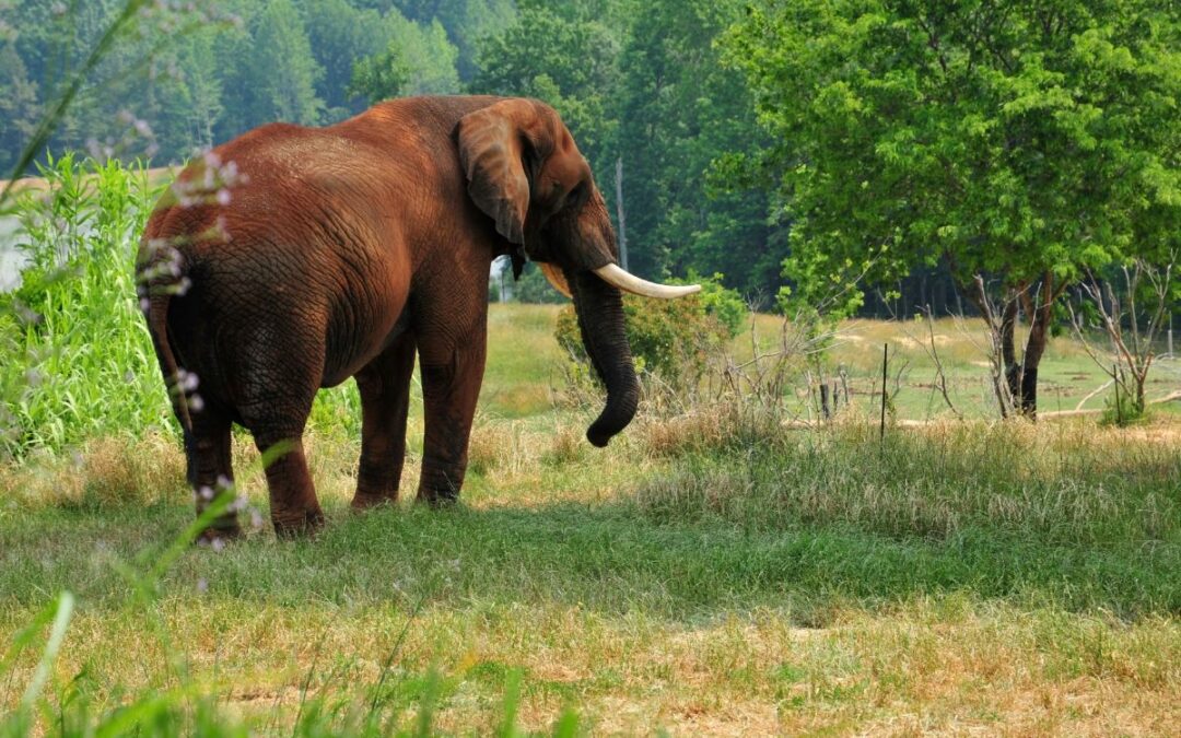 Good News Friday: You’re invited to an elephant’s birthday party