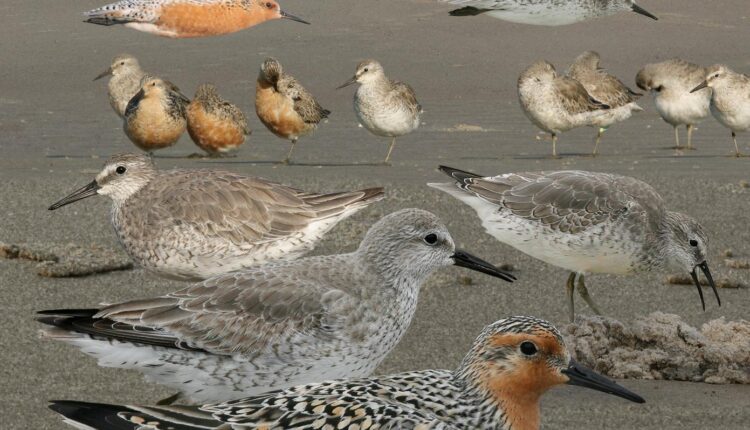 10 birds migrating through North Carolina this fall