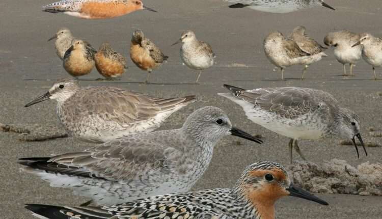 10 birds migrating through North Carolina this fall